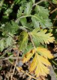 род Erodium. Начавший желтеть лист. Германия, г. Essen, Grugapark. 29.09.2013.