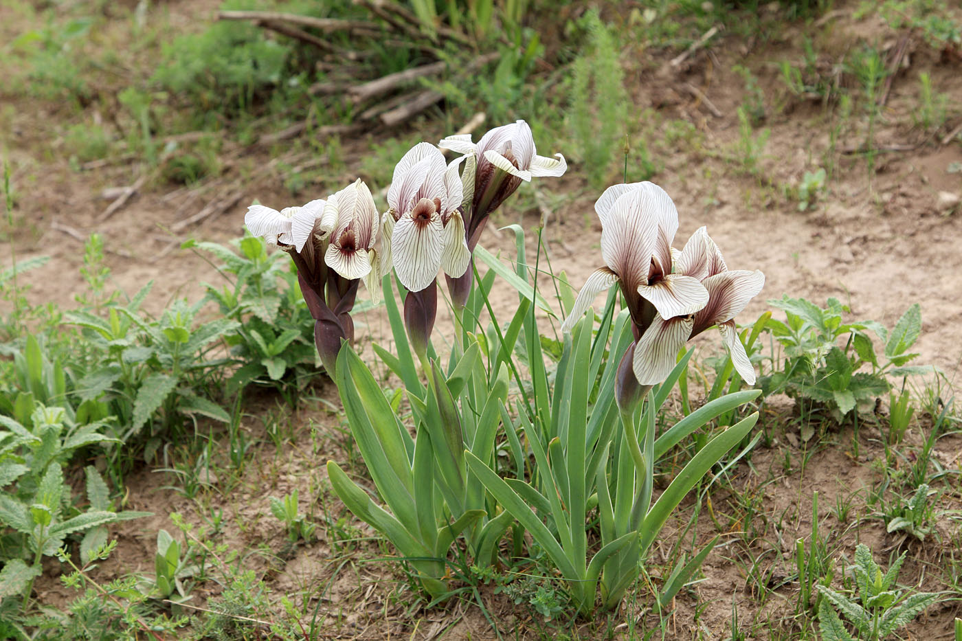 Image of Iris korolkowii specimen.