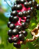 Phytolacca americana. Верхушка соплодия. Республика Абхазия, Новый Афон, берег водохранилища на р. Псырцха. Август 2014 г.