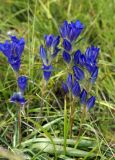 Gentiana decumbens. Цветущие растения. Хакасия, окр. оз. Белё. Начало августа 2009 г.