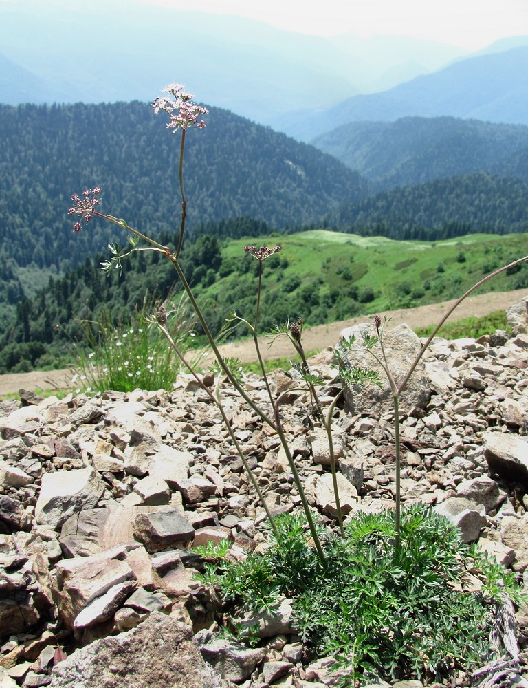 Image of Seseli alpinum specimen.