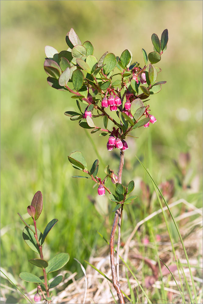 Изображение особи Vaccinium uliginosum.