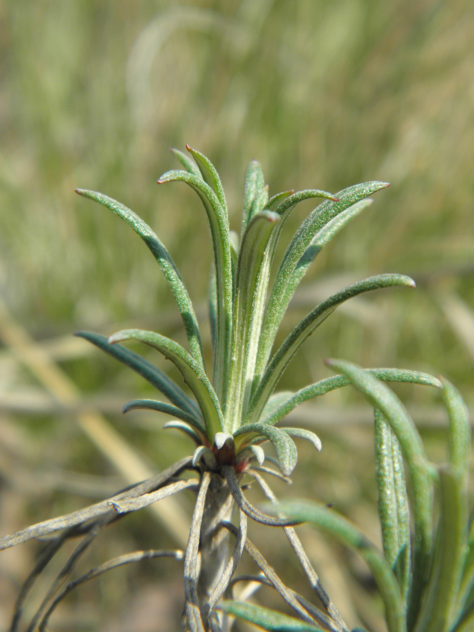 Изображение особи Jurinea stoechadifolia.