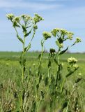 Cardaria draba