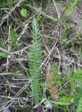 род Achillea