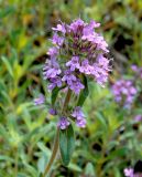 Thymus markhotensis