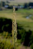 Calamagrostis epigeios. Соцветие. Татарстан, Новошешминский р-н, остепненный луг на увале в окр. села Татарское Утяшкино. 4 июля 2016 г.