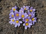 Pulsatilla turczaninovii