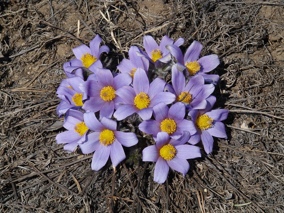 Изображение особи Pulsatilla turczaninovii.