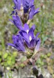 Campanula farinosa. Фрагмент соцветия. Ульяновская обл., Карсунский р-н, окр. с. Теньковка, гряда мергелисто-меловых склонов к р. Урень и её правому притоку к северу и востоку от села. 7 июля 2015 г.