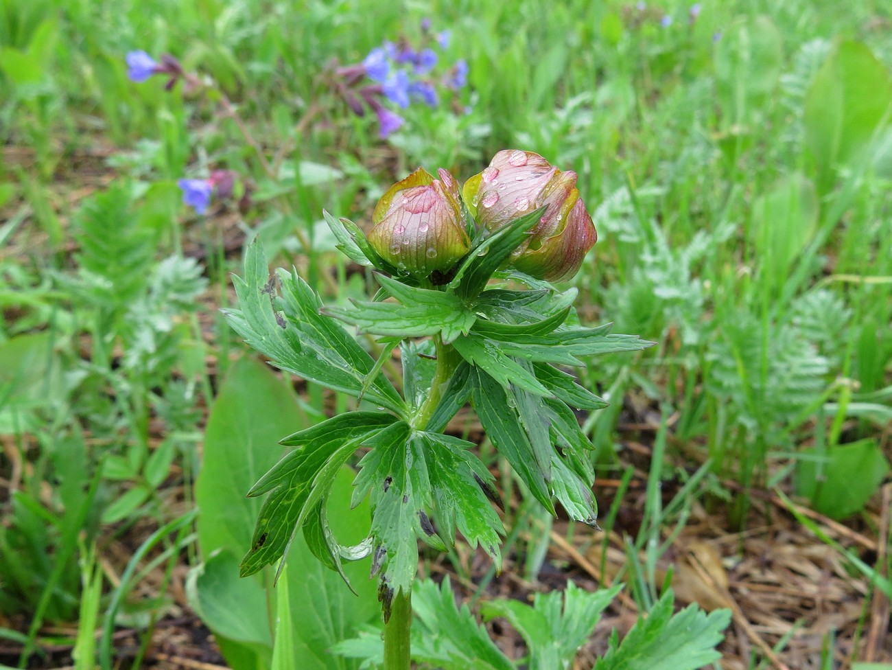 Изображение особи Trollius asiaticus.