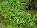 Trillium camschatcense