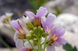 Cardamine uliginosa. Соцветие. Республика Адыгея, Майкопский р-н, Кавказский биосферный заповедник, восточное подножие горы Фишт, территория туристского приюта \"Фишт\", отмель на р. Белая, выс. ок. 1590 м н.у.м. 15.07.2017.