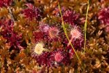 Drosera rotundifolia. Листья среди веточек Sphagnum. Нижегородская обл., Володарский р-н, озеро Светлое-1, сфагновая сплавина. 02.09.2017.