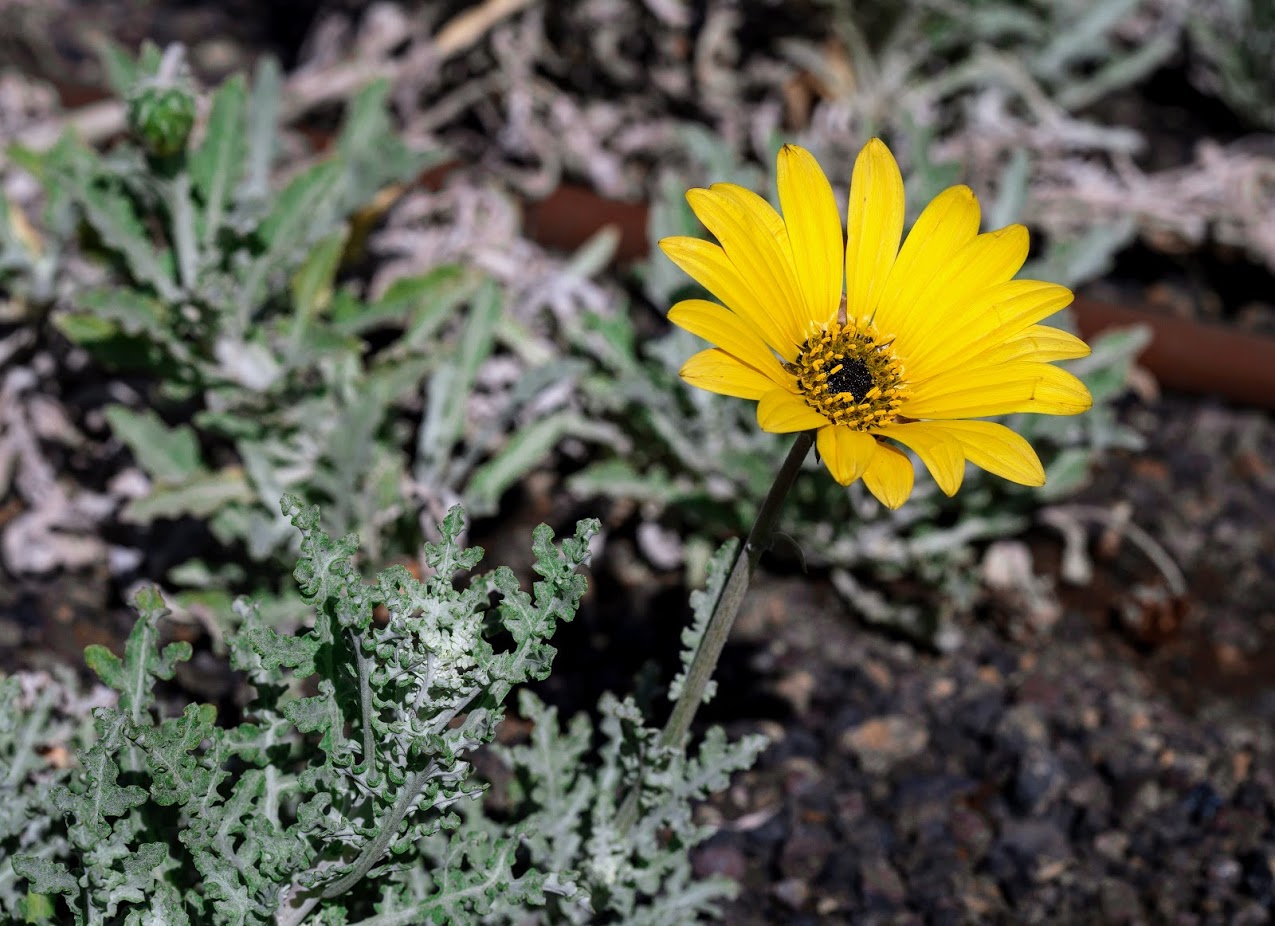 Изображение особи Arctotis hybrida.