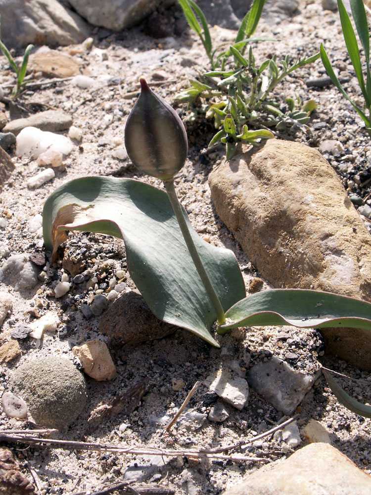 Изображение особи Tulipa jacquesii.