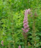 Spiraea × billardii. Верхушки побегов с раскрывшимися и нераскрывшимися соцветиями. Восточный Казахстан, г. Усть-Каменогорск, Архитектурно-ландшафтный музей-заповедник, в культуре. 30.06.2017.