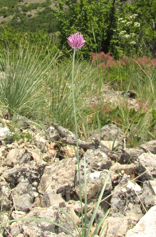 Изображение особи Allium nathaliae.