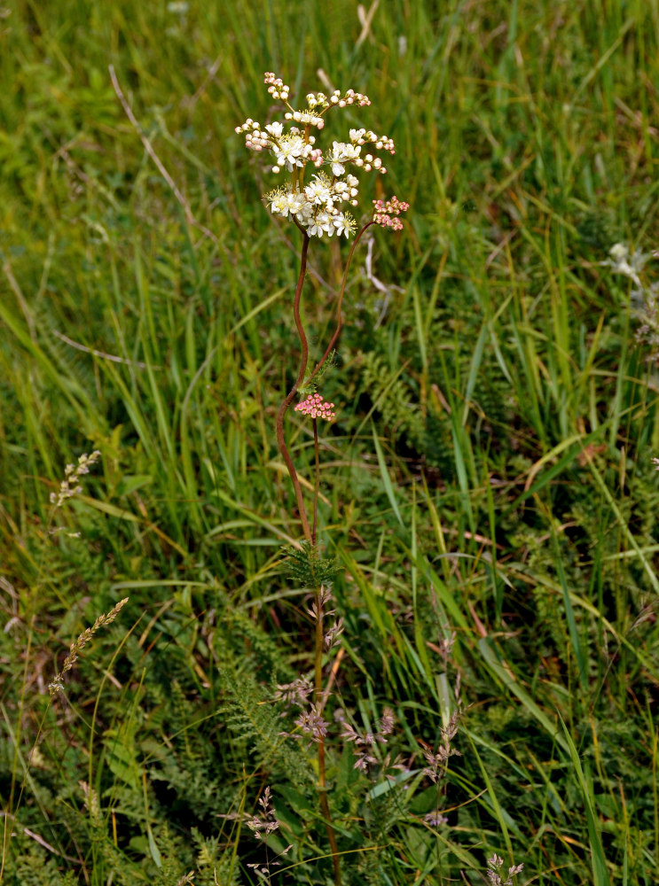 Image of Filipendula vulgaris specimen.