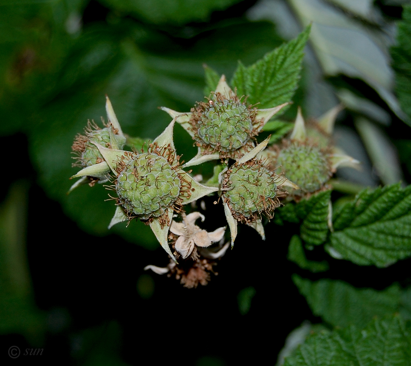 Image of Rubus idaeus specimen.