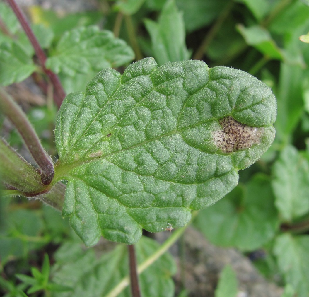 Изображение особи Nepeta supina.