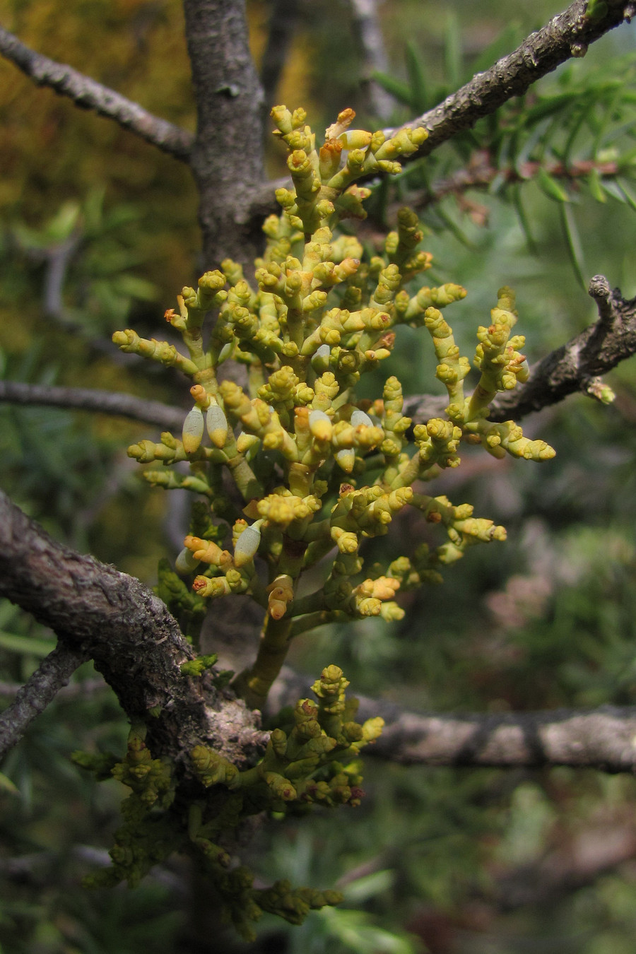 Изображение особи Arceuthobium oxycedri.