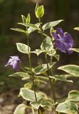 Vinca major