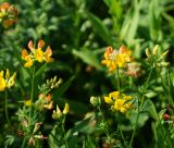 Lotus corniculatus. Верхушки побегов с раскрывшимися, раскрывающимися и нераскрывшимися соцветиями. Казахстан, Восточно-Казахстанская обл., г. Усть-Каменогорск, Архитектурно-ландшафтный музей-заповедник, в культуре. 18.06.2017.