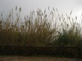 Arundo donax