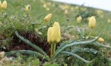 Tulipa lemmersii