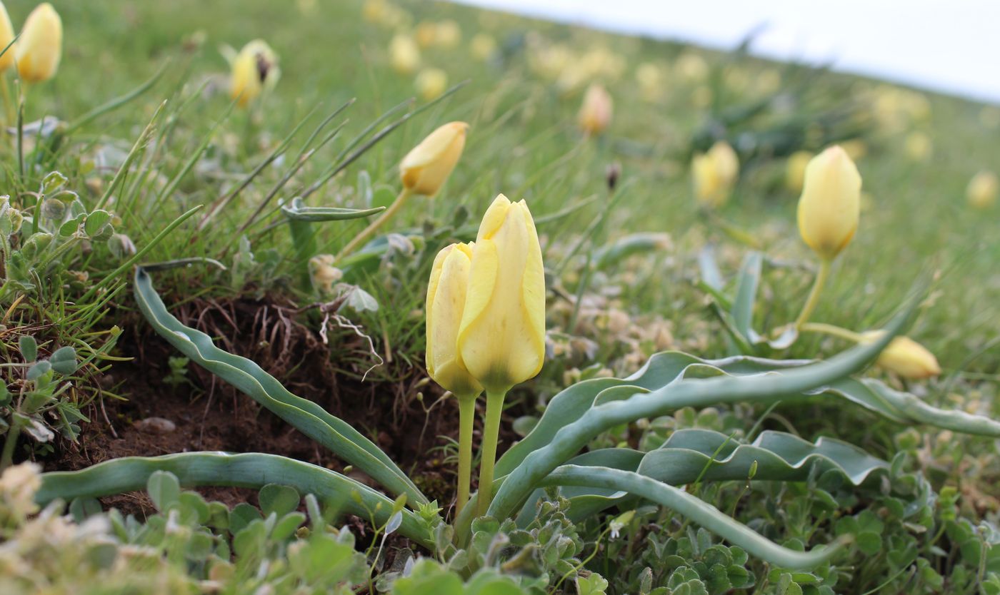 Изображение особи Tulipa lemmersii.