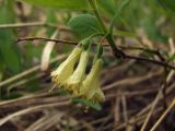 Lonicera edulis. Часть побега с цветками. Магаданская обл., г. Магадан, окр. мкр-н Снежная Долина, бассейн р. Дукча, в пойменном лесу. 07.06.2012.