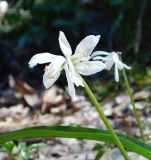 Scilla siberica