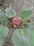 Bergenia crassifolia