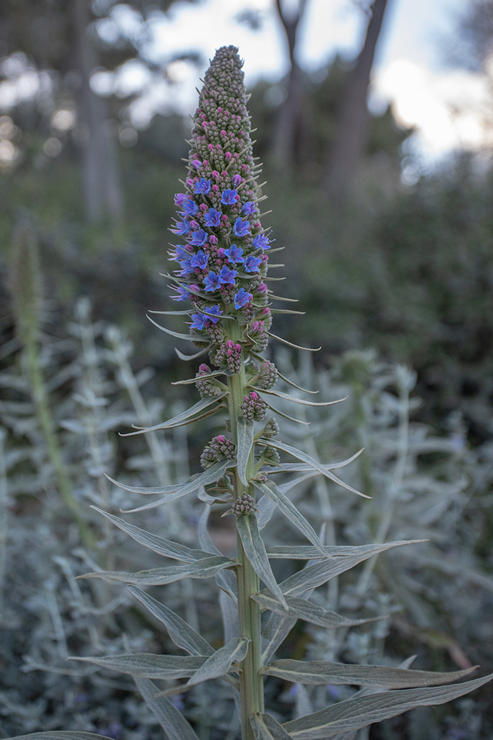 Изображение особи Echium candicans.