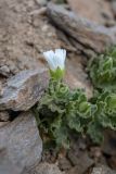 Cerastium undulatifolium. Цветущее растение. Кабардино-Балкария, Эльбрусский р-н, окр. оз. Сылтранкёль, ≈ 3300 м н.у.м., каменная осыпь. 05.08.2019.