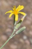 Chondrilla juncea. Верхушка побега с развивающимся и цветущим соцветиями и соплодием. Узбекистан, Ташкентская обл., Пскентский р-н, окр. кишлака Айбулак, тугаи. 01.08.2019.