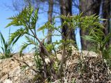 Anthriscus sylvestris