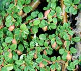 Cotoneaster microphyllus