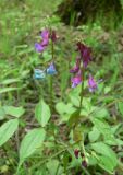 Lathyrus vernus. Верхушка цветущего растения. Московская обл., Подольский р-н, окр. пос. Шишкин Лес. 06.05.2008.