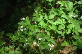 Rubus nessensis