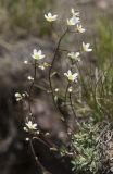 Saxifraga cartilaginea