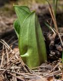 Listera ovata. Разворачивающийся молодой побег. Московская обл., Талдомский р-н, окр. пгт Запрудня, смешанный лес с преобладанием ели, сосны и берёзы. 16.05.2022.