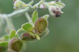 Cynoglossum officinale