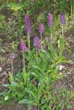 Orchis purpurea подвид caucasica. Растения с аномальными цветками и гибридом Orchis × angusticruris nothosubsp. transcaucasica (в верхней левой части снимка). Дагестан, Карабудахкентский р-н, окр с. Агачаул, хр. Нарат-Тюбе, на склоне оврага в дубовом лесу, ок. 200 м выс., н. у. м. 28 апреля 2023 г.