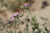 Spergularia rubra. Облепленные песчинками побеги с цветками и плодами. Беларусь, Витебская обл., дер. Сурмино, берег озера, суходольный луг на песке, низкотравный участок. 22.06.2023.