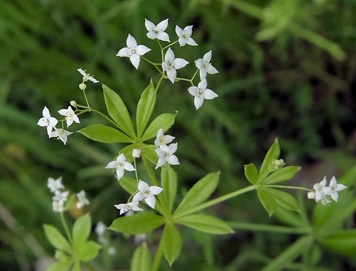 Изображение особи Galium davuricum.