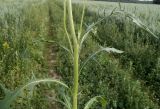 Crepis tectorum