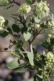 Atraphaxis pyrifolia. Часть ветви с соцветиями. Южный Казахстан, горы Каракус. 20.04.2012.