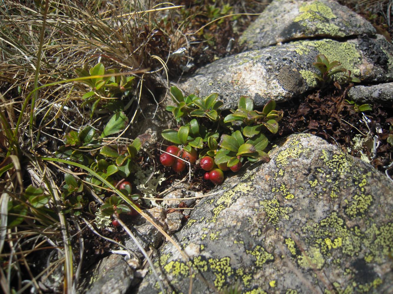 Изображение особи Vaccinium vitis-idaea.